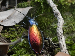 Carabus hispanus