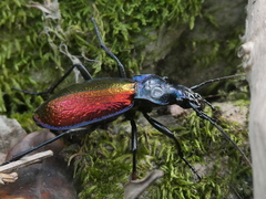 Carabus hispanus