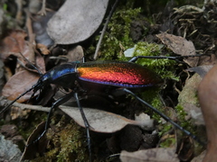 Carabus hispanus