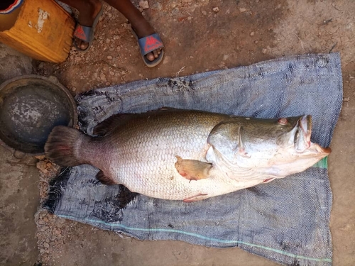African snook (Lates niloticus) — Latidae — 5