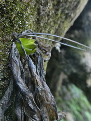 Pinguicula caussensis