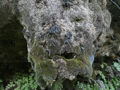 Pinguicula caussensis