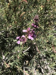 Stachys philippiana