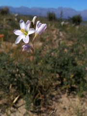 Ixia latifolia