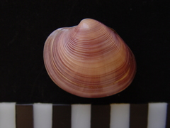 Eucallista purpurata