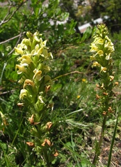 Pedicularis elongata