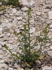 Barbarea bracteosa