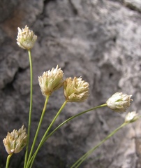 Sesleria sphaerocephala
