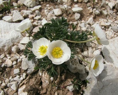 Ranunculus seguieri seguieri