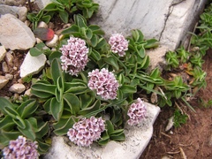Valeriana supina