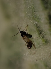 Aphis verbasci