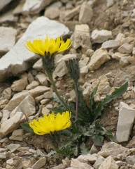 Scorzoneroides montana