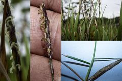 Zoysia matrella