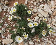 Ranunculus seguieri seguieri
