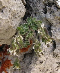 Draba tomentosa