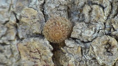 Xerotricha conspurcata