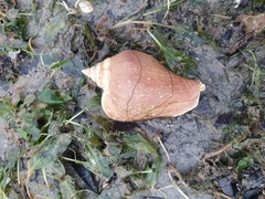 Laevistrombus turturella