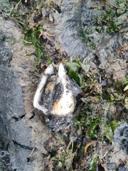 Laevistrombus turturella