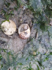 Paratectonatica tigrina