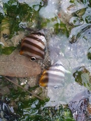 Parachaetodon ocellatus