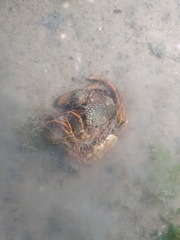 Clibanarius infraspinatus