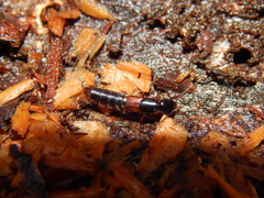 Othius punctulatus