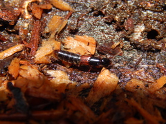 Othius punctulatus
