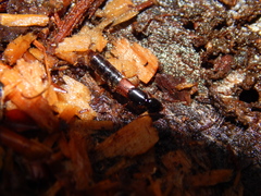 Othius punctulatus