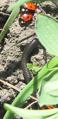 Rossiulus kessleri