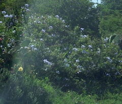 Plumbago auriculata