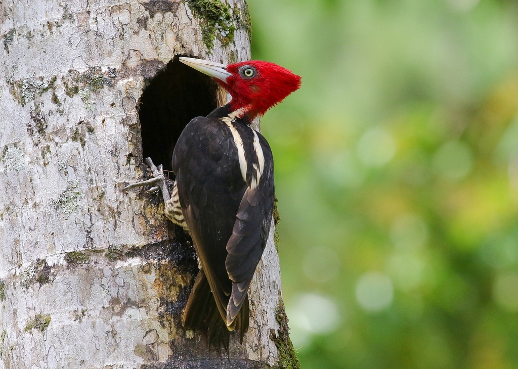 Pale-billed Woodpecker photo