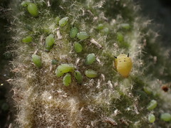 Aphis verbasci