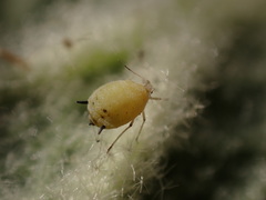 Aphis verbasci
