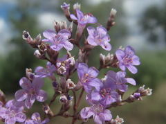 Limonium platyphyllum