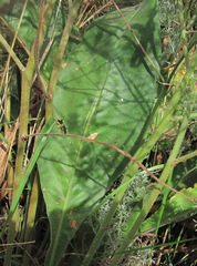 Limonium platyphyllum