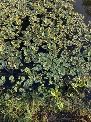 Pistia stratiotes image