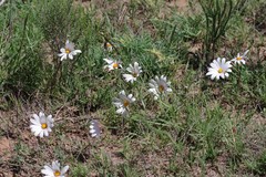 Dimorphotheca zeyheri