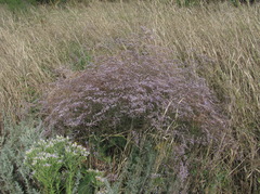 Limonium platyphyllum