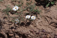 Dimorphotheca zeyheri