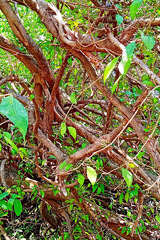 Ficus tinctoria gibbosa
