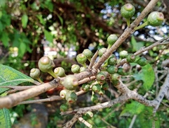 Ficus tinctoria gibbosa