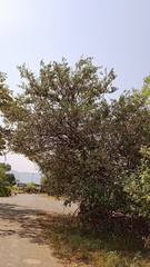 Ficus tinctoria gibbosa