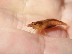 Caridina typus
