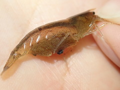 Caridina typus