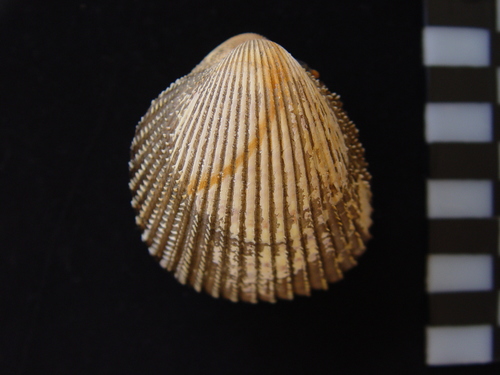 Yellow Prickly Cockle