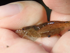 Caridina typus