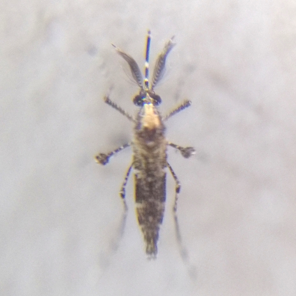 Tropical mosquito