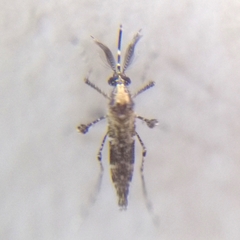 Aedeomyia squamipennis
