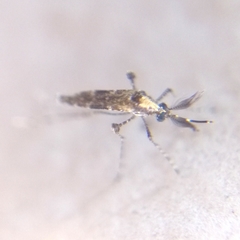 Aedeomyia squamipennis