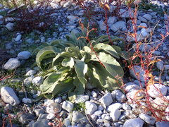 Verbascum boerhavii
